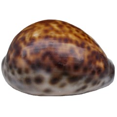 صدف سیپرا تیگریس