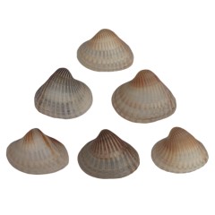 مجموعه شش عددی صدف زیبای ساحل (گوش ماهی)
