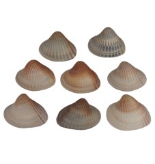 مجموعه 8 عددی صدف زیبای ساحل (گوش ماهی)