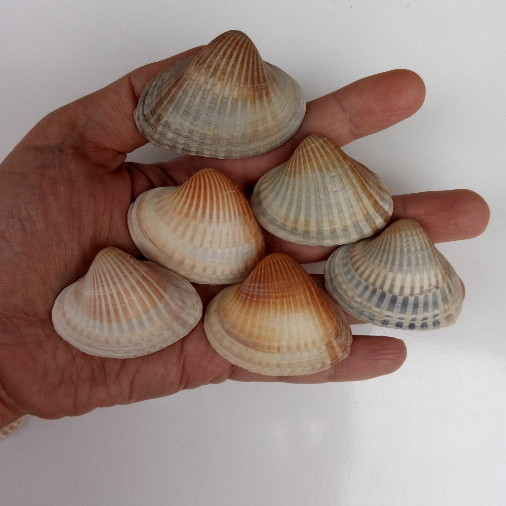مجموعه 8 عددی صدف زیبای ساحل (گوش ماهی)