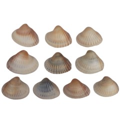 مجموعه 10 عددی صدف زیبای ساحل (گوش ماهی)
