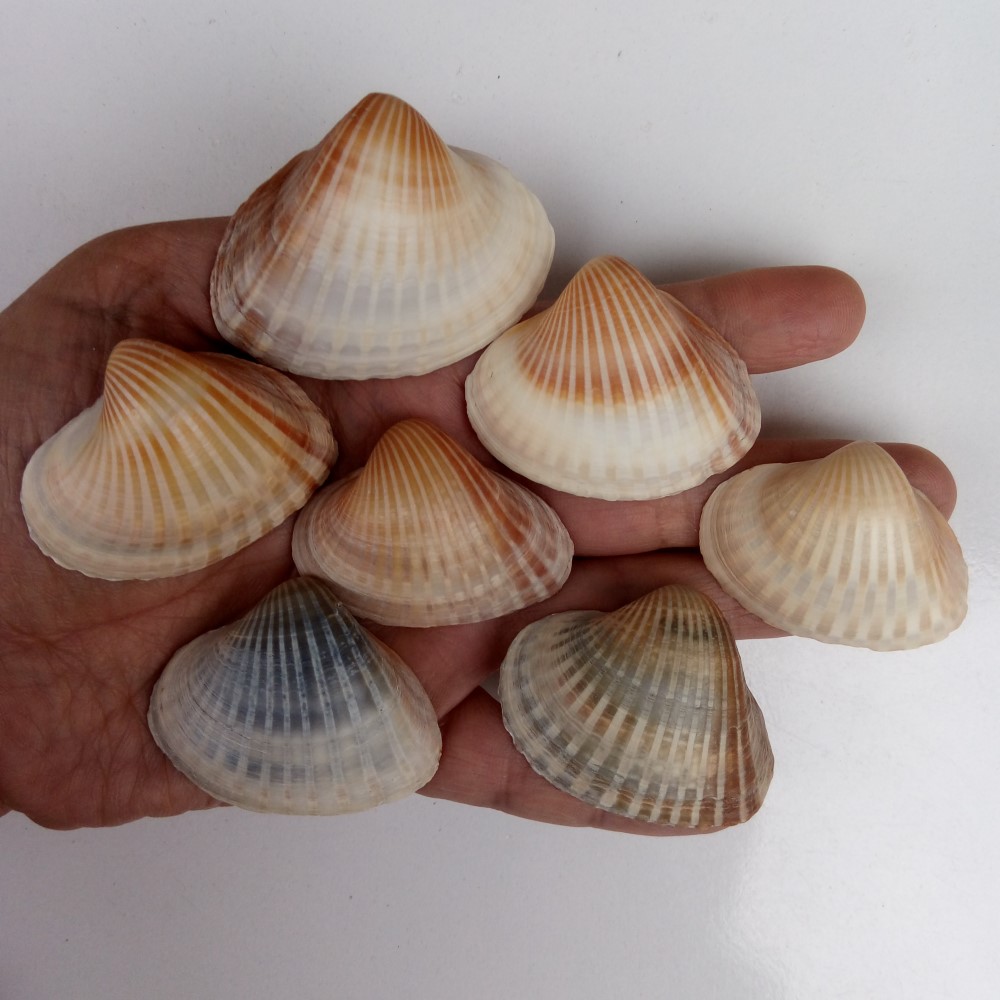 مجموعه 10 عددی صدف زیبای ساحل (گوش ماهی)