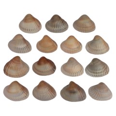 مجموعه 15 عددی صدف زیبای ساحل (گوش ماهی)
