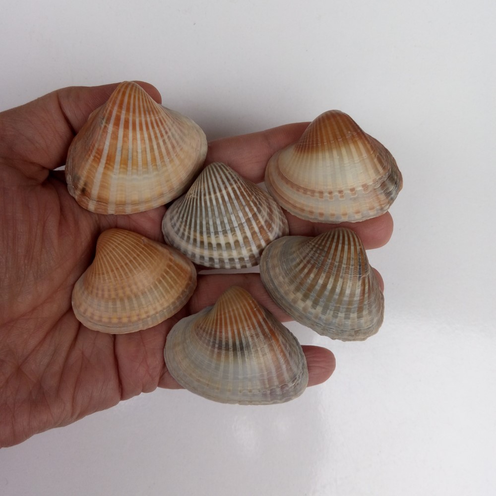 مجموعه 15 عددی صدف زیبای ساحل (گوش ماهی)