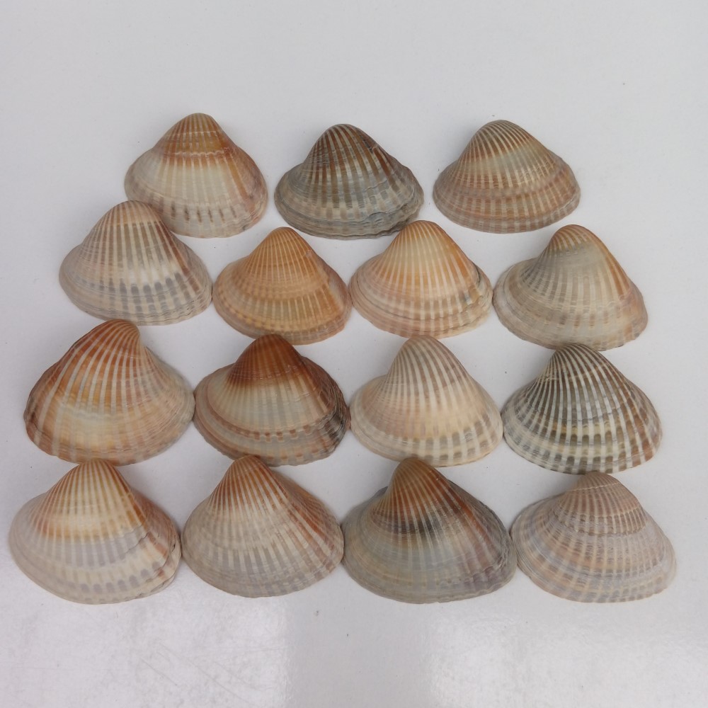مجموعه 15 عددی صدف زیبای ساحل (گوش ماهی)