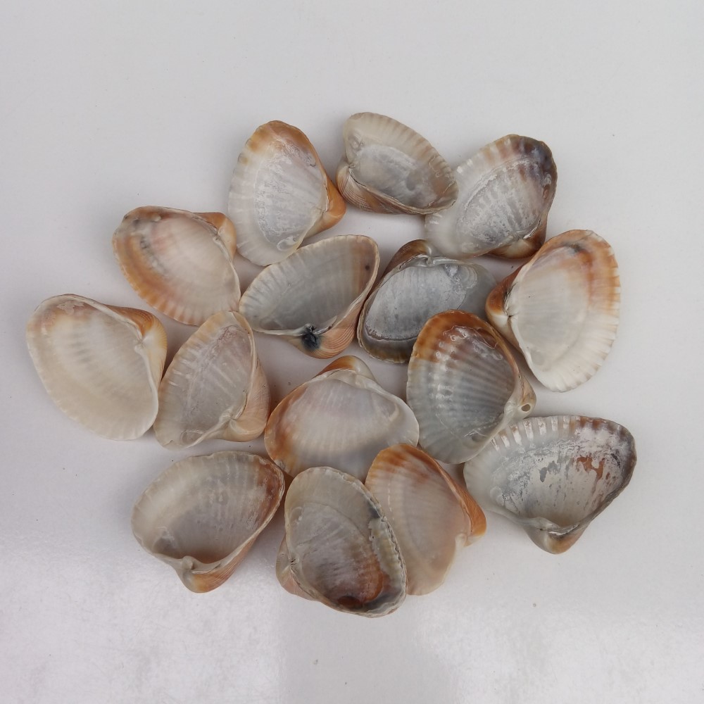 مجموعه 15 عددی صدف زیبای ساحل (گوش ماهی)