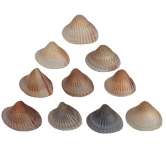 مجموعه 10 عددی صدف زیبای ساحل (گوش ماهی) کد 2