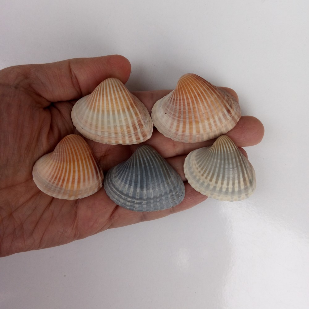 مجموعه 10 عددی صدف زیبای ساحل (گوش ماهی) کد 2