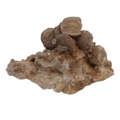 فسیل کمیاب نوموليت تجمعی با قدمت چند میلیون ساله