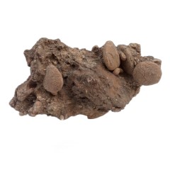 فسیل کمیاب نوموليت تجمعی با قدمت چند میلیون ساله کد 2