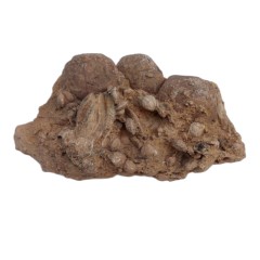 تصویر فسیل کمیاب نوموليت تجمعی با قدمت چند میلیون ساله کد 3 