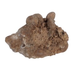 فسیل کمیاب نوموليت تجمعی با قدمت چند میلیون ساله کد 4