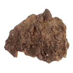 فسیل کمیاب نوموليت تجمعی با قدمت چند میلیون ساله کد 5