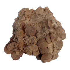 فسیل کمیاب نوموليت تجمعی با قدمت چند میلیون ساله کد 6