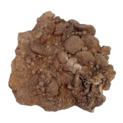 فسیل کمیاب نوموليت تجمعی با قدمت چند میلیون ساله کد 7