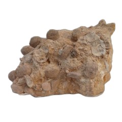 فسیل کمیاب نوموليت تجمعی با قدمت چند میلیون ساله کد 8